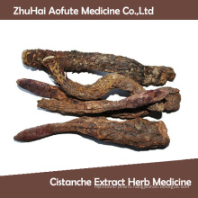 Hot Sale Natural Cistanche Extract Herb Medicine